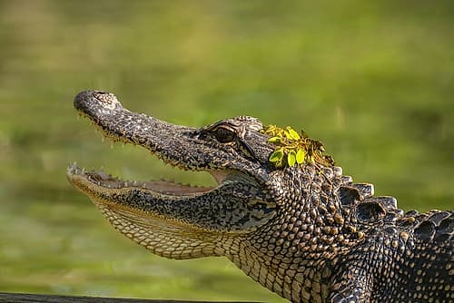 USA-Louisiana-Lake Martin Close-up of alligator cooling off Animals Print